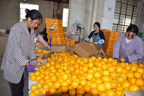 华宁牛山冰糖橙开园采摘.jpg