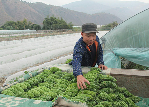 漠沙镇万亩苦瓜喜获丰收