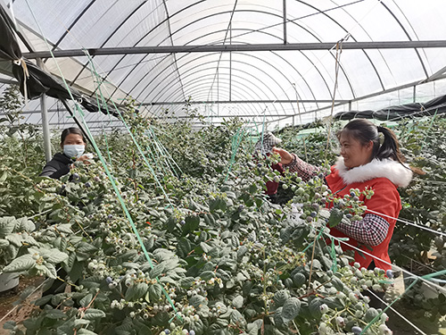 高大乡130余亩蓝莓抢“鲜”上市.jpg 高大乡130余亩蓝莓抢“鲜”上市.jpg