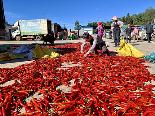 黄草坝辣椒“串”起致富链.jpg 黄草坝辣椒“串”起致富链.jpg