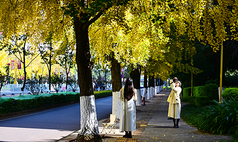 银杏染金 邂逅浪漫