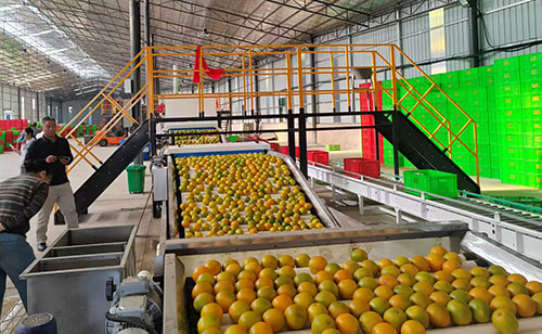 新平20万亩柑橘助万户农户增收.jpg 新平20万亩柑橘助万户农户增收.jpg