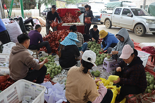 曼竜社区释迦果热销.jpg 曼竜社区释迦果热销.jpg