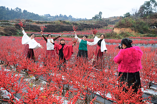 冬日“红果”引客来.jpg