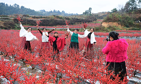 冬日“红果”引客来