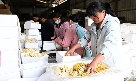 易门：科技赋能菌香四溢