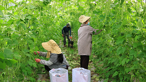 冬早蔬菜拓宽群众增收路.jpg 冬早蔬菜拓宽群众增收路.jpg
