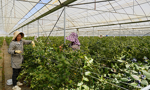 华宁:千亩蓝莓促就业助增收.jpg 华宁:千亩蓝莓促就业助增收.jpg