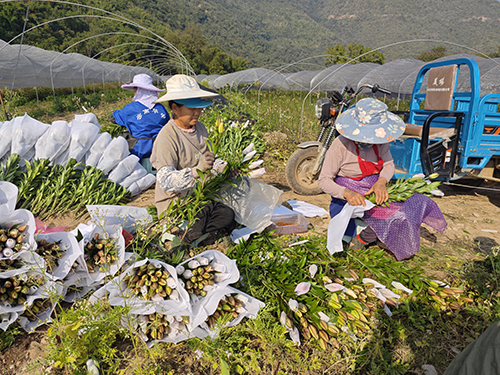 千亩百合开出“富民花”.jpg 千亩百合开出“富民花”.jpg