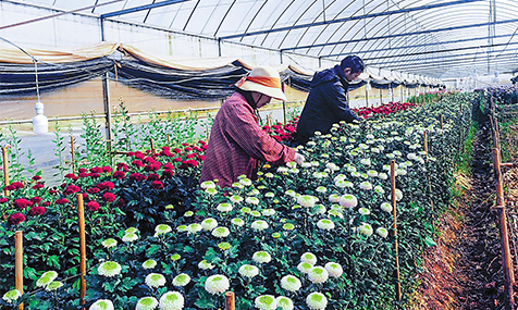 通海：花卉兴农绽芬芳