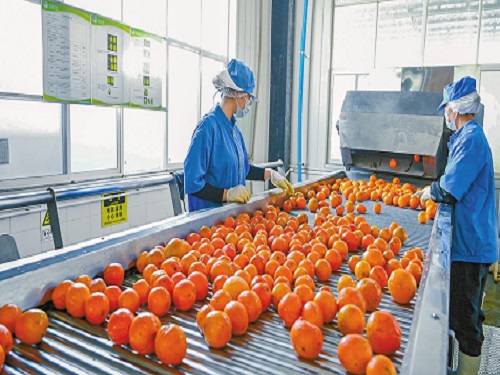 果蔬产业精深加工提质增效