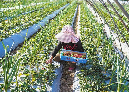 江川黑草莓成为新“网红”