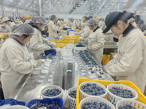澄江蓝莓点燃乡村振兴“蓝色引擎”.jpg