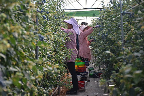蓝莓丰收采摘忙 特色产业助增收