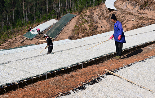 小街街道8000余亩山地萝卜丰收