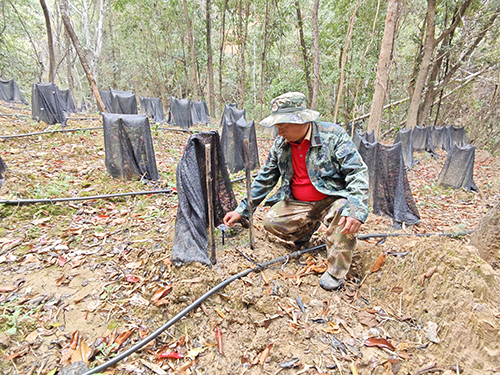 因地制宜试种甜菜 探索林下经济新路子.jpg
