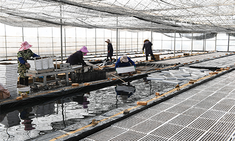 江川：抢抓节令育烟苗