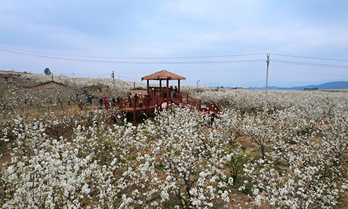 江川梨花节激活乡村旅游新活力.jpg