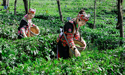 峨山：春茶采摘忙