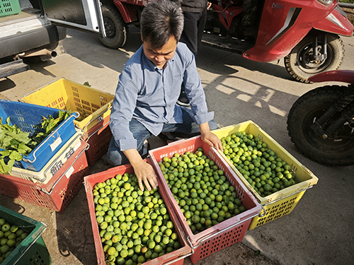 曼来镇早熟三月李抢“鲜”上市.jpg 曼来镇早熟三月李抢“鲜”上市.jpg