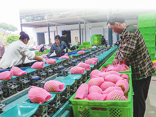 “三跑坡”种出“甜蜜果”.jpg “三跑坡”种出“甜蜜果”.jpg