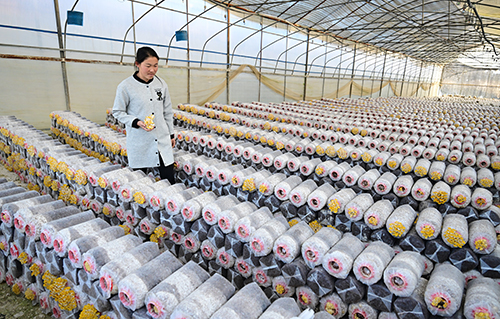 易门食用菌产业迈入“智造”时代