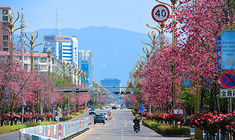 “樱花大道”扮靓春日家园