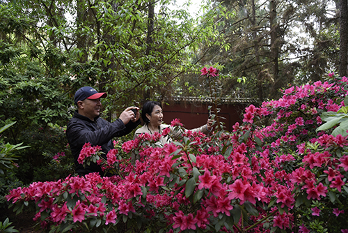 秀山公园杜鹃园迎来赏花季.jpg