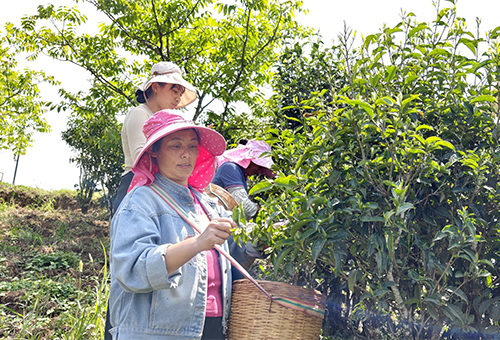 者竜乡以茶兴业铺就百姓致富路.jpg 者竜乡以茶兴业铺就百姓致富路.jpg