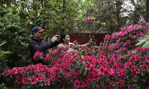 秀山公园杜鹃园迎来赏花季