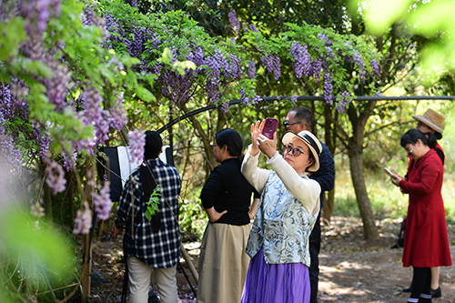 紫藤花开迎客来