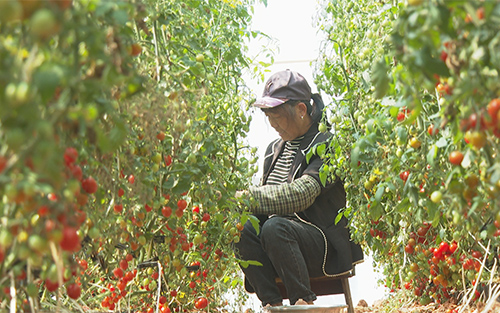 气雾栽培小番茄上市.jpg