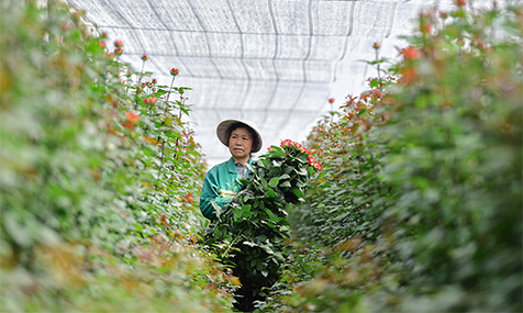 春日玉溪花争艳花卉产业绽新颜