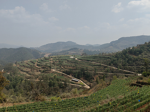 青春力量扎根基层 乡村振兴写出新篇2.jpg