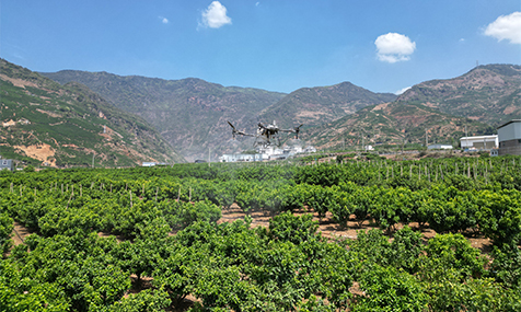 华宁山地农业“飞”出新高度