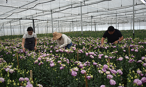 黄龙社区绘就绿色发展新图景