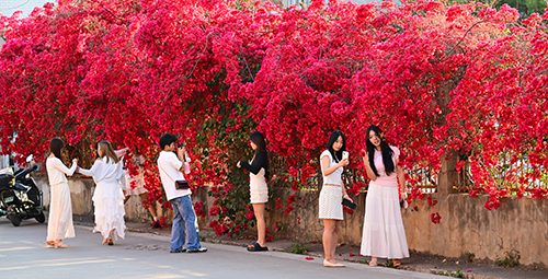 三角梅盛放惹人醉.jpg 三角梅盛放惹人醉.jpg