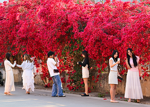 三角梅盛放惹人醉