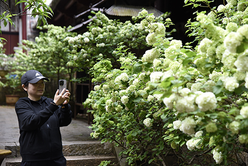 秀山公园木绣球绽放