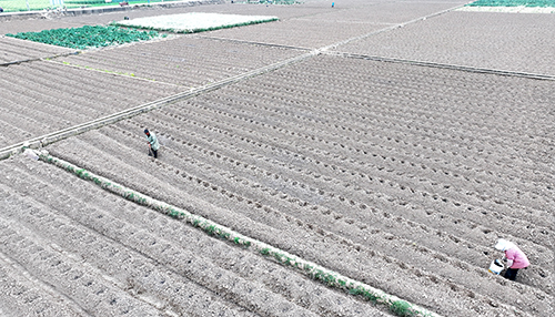 峨山：整理烟墒 移栽烟苗