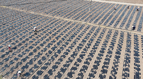 春日农事忙 田间绘新景.jpg
