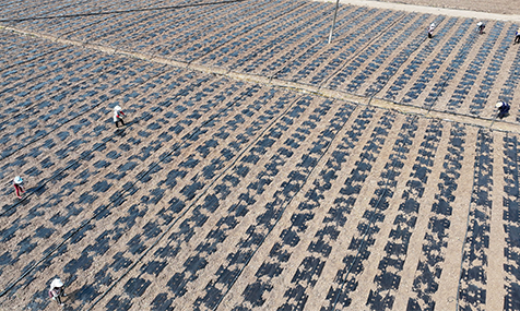 春日农事忙 田间绘新景