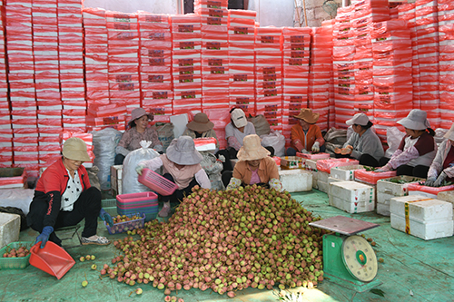 元江“三月红”荔枝抢鲜上市