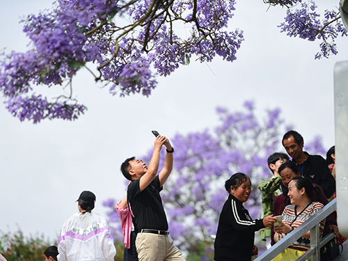 玉溪蓝花楹春日浪漫曲1.jpg