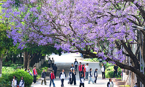 玉溪蓝花楹春日浪漫曲