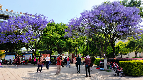 蓝花楹绽放 市民乐享春光.jpg