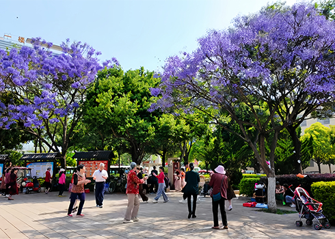 通海：蓝花楹绽放 市民乐享春光