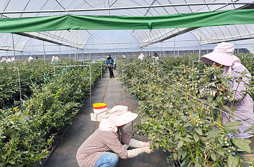 我市蓝莓种植面积达5.45万亩.jpg