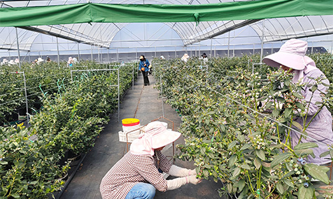 我市蓝莓种植面积达5.45万亩
