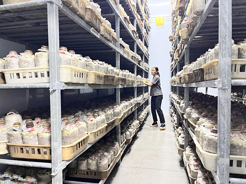 易门德桦菌业科技赋能见手青产业 智慧种菌助力乡村振兴.jpg 易门德桦菌业科技赋能见手青产业 智慧种菌助力乡村振兴.jpg